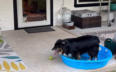 How to keep your pets safe & cool during the brutal Texas heat